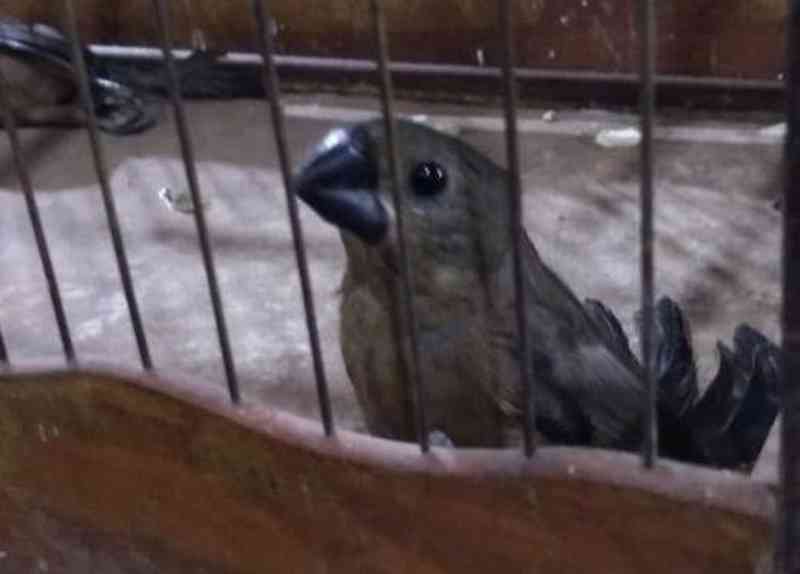 Homem esconde pássaros em extinção dentro da cueca e é preso em MS