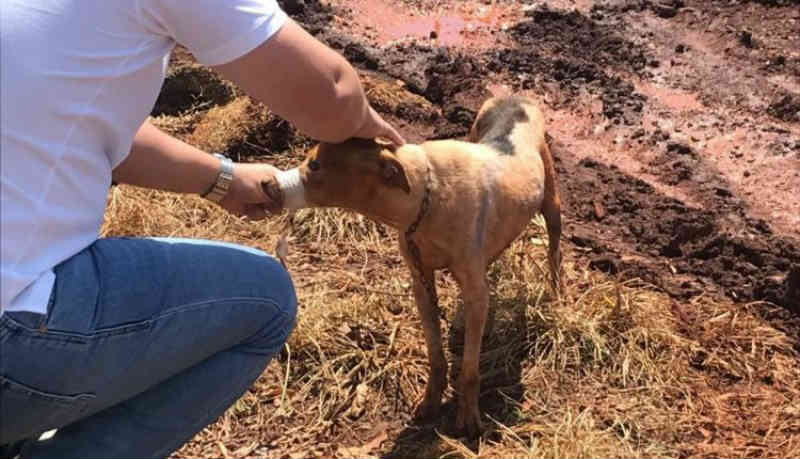 Cachorro encontrado com boca amarrada com fita adesiva se recupera em abrigo de MS