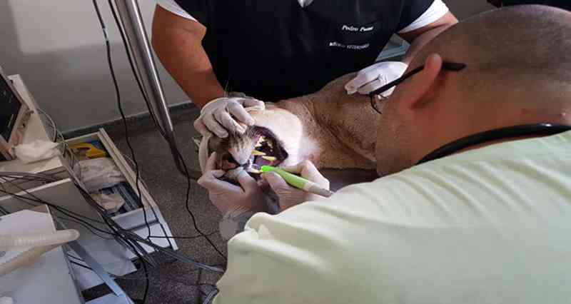 Onça recebe tratamento odontológico inédito no CRAS, em Campo Grande, MS