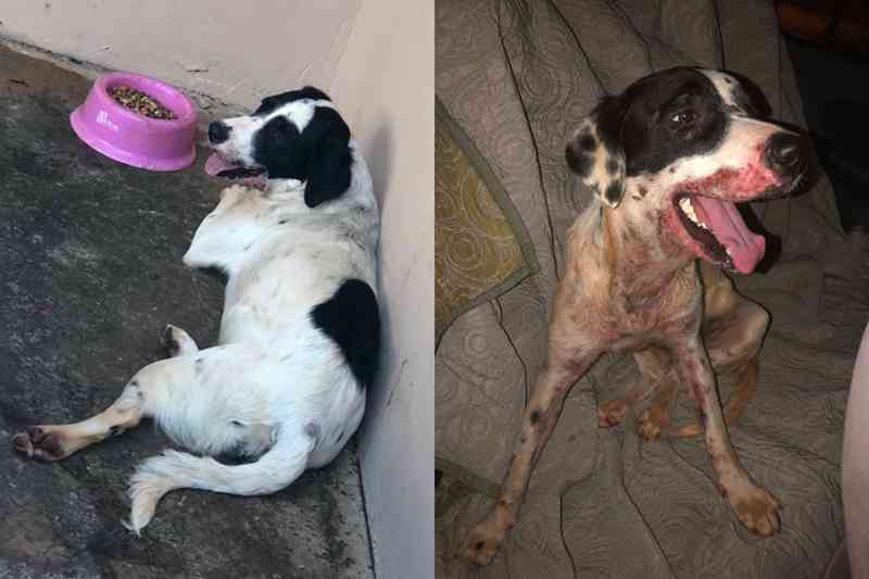 Cachorra foge de casa e é espancada na rua; família precisa de ajuda para tratar cadela