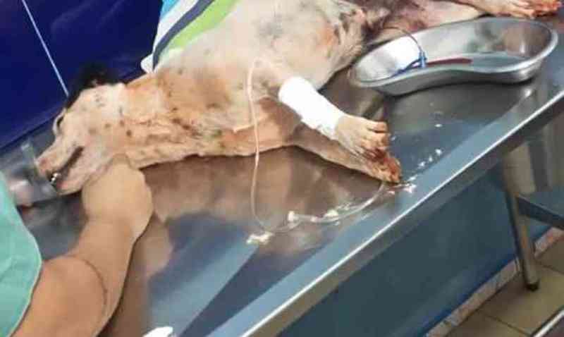 Após atropelamento, cachorro tem lesão na coluna e família pede ajuda para cirurgia