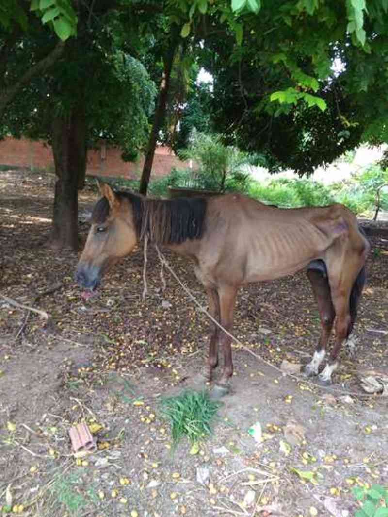 Homem é autuado por deixar égua sem água e alimento em Corumbá, MS