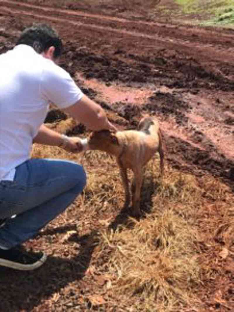Morador encontra cachorro debilitado e com fita adesiva amarrada na boca em Rio Brilhante, MS