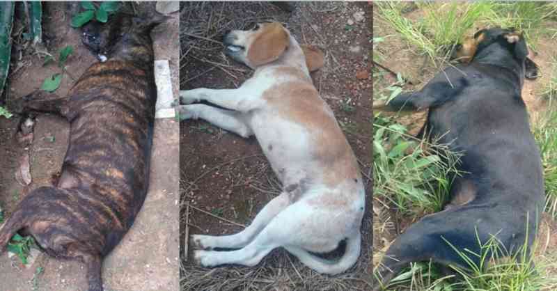 Mais 2 cães são encontrados mortos e número de animais supostamente envenenados sobe para 25 em cidade de MT