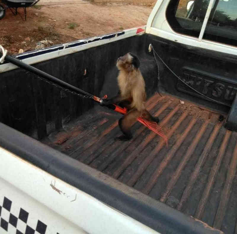 Macaco-prego mantido acorrentado em casa é resgatado e índia é detida por suspeita de maus-tratos em MT