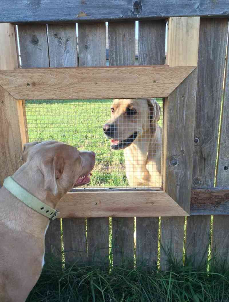 Cão fez amizade com seu vizinho, então seu tutor fez uma janela para eles se comunicarem