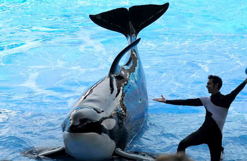 Nascida em cativeiro, orca do parque Seaworld morre aos 30 anos com doença desconhecida