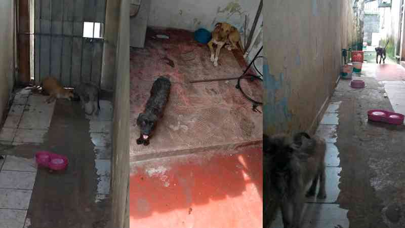 Cachorro morto e animais encarcerados: moradores pedem ajuda em Ananindeua, PA