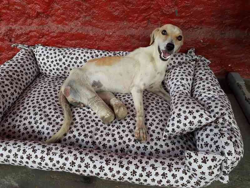 Bombeiros adotam cadela resgatada com patas mutiladas no Pará: ‘nossa mascote’