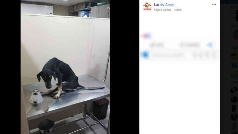 Cão é resgatado após ser visto lesionado e se arrastando na chuva em Santarém, PA; vídeo