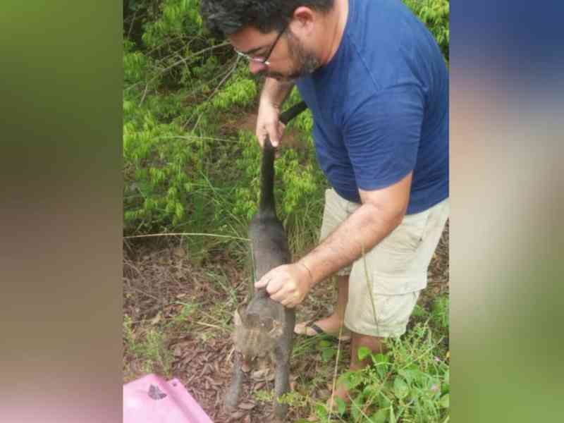 Gato-mourisco é resgatado após ser atropelado no cruzamento de rodovias em Santarém, PA