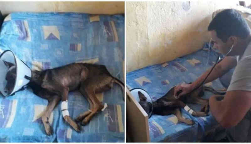 Morre cachorro esfaqueado três vezes pelo próprio tutor: ‘Brilhe meu amor’