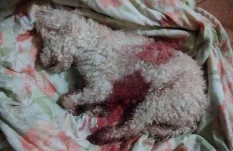 Homem mata cadela a facadas em residência no centro de Catolé do Rocha, PB