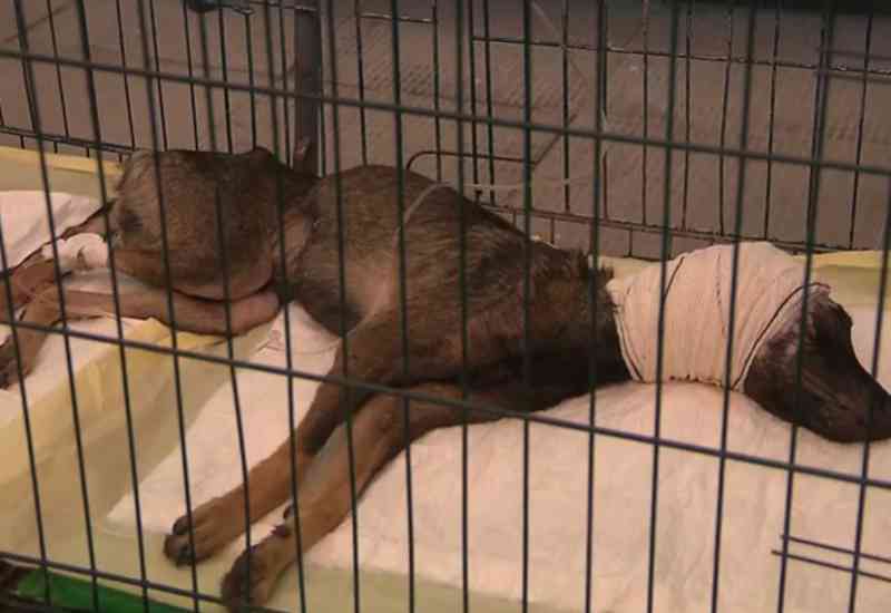 Morre cachorro Simão, que foi esfaqueado pelo próprio tutor na Paraíba e caso mobilizou internet por doações