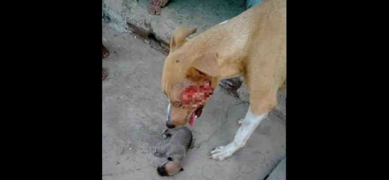 No Sertão da PB, ONG se mobiliza para salvar cadela que teve rosto deformado após pancada com capacete