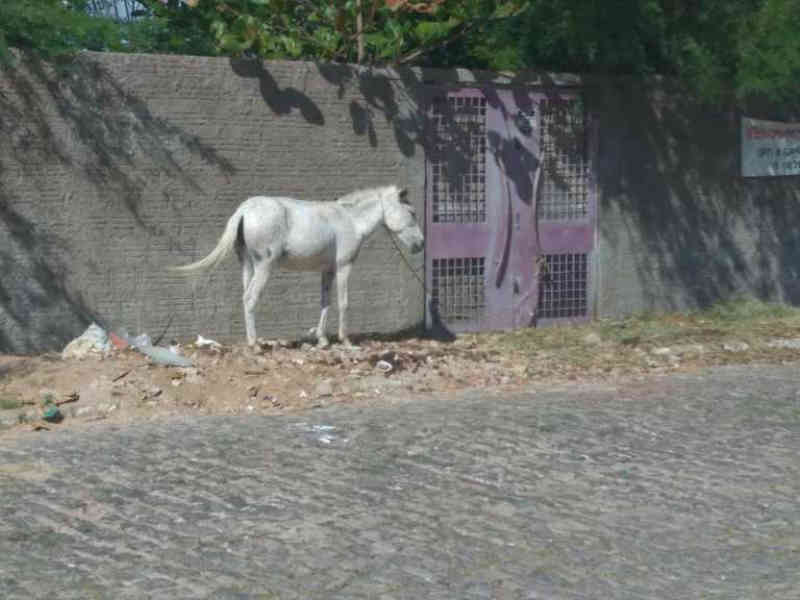 Moradores do bairro Caminho do Sol em Petrolina (PE) denunciam maus-tratos a cavalos amarrados, sem água ou comida