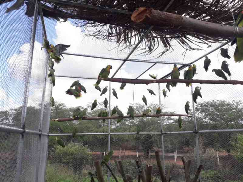 Mais de 60 papagaios serão devolvidos à natureza em Lagoa Grande, PE