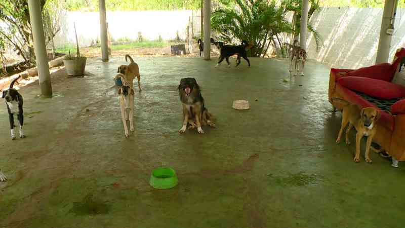 Quarenta cães são abandonados em imóvel em Olinda, PE
