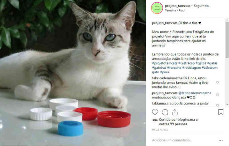 Projeto arrecada tampas plásticas para custear castração de gatos de rua em Teresina, PI