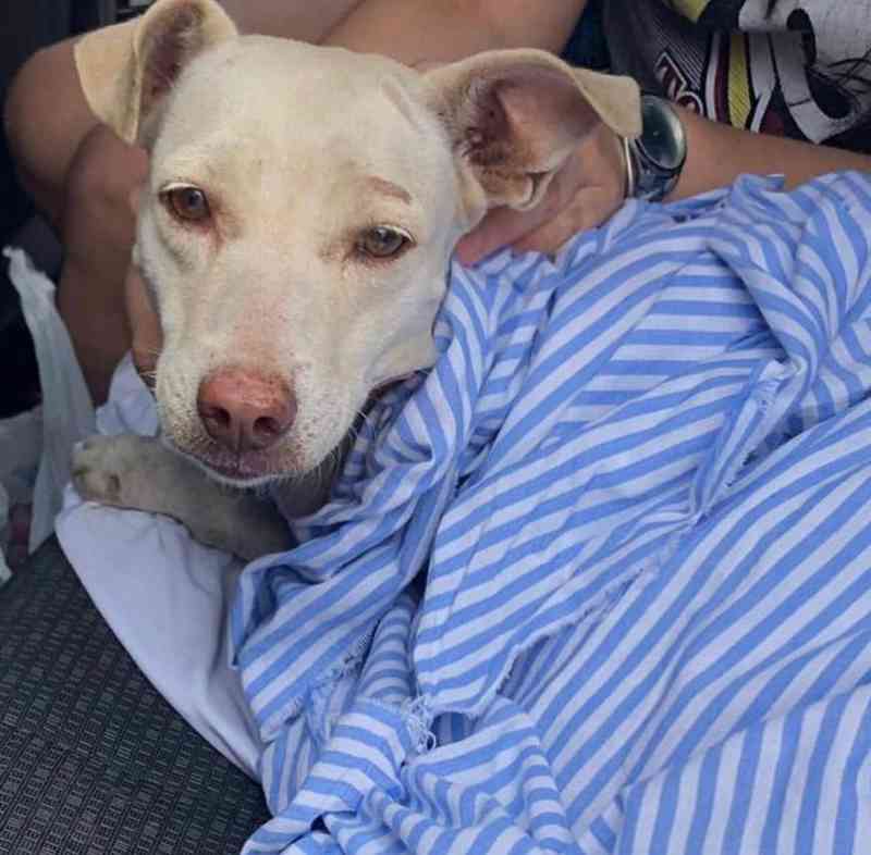 ONG resgata cadela com suspeita de ter sido estuprada na Zona Leste de Teresina, PI