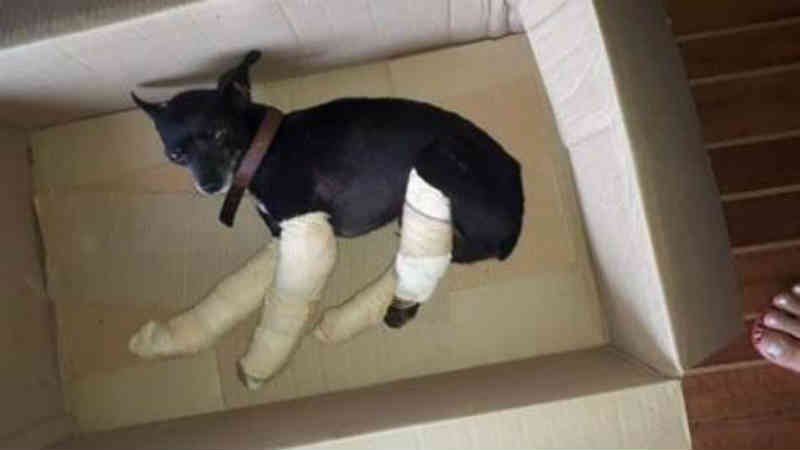 Mulher pede ajuda para cachorro que foi atropelado em Cascavel, PR