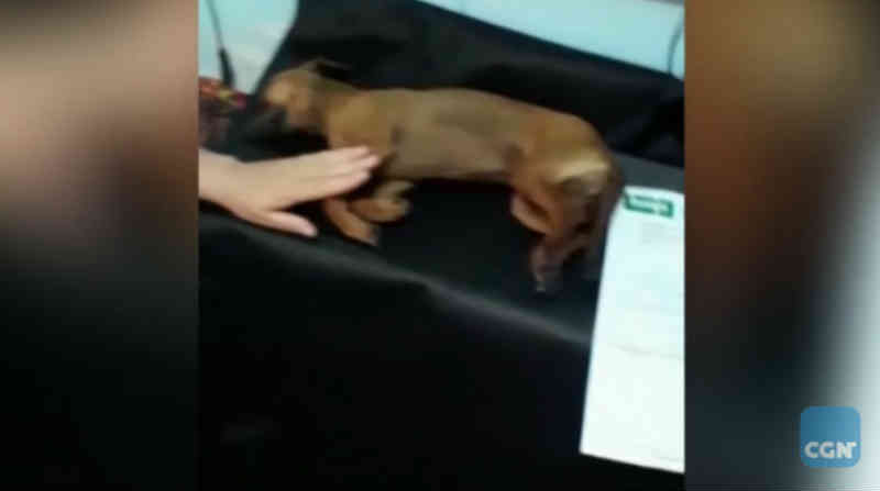 Mulher faz apelo após ter dois cães envenenados em Cascavel, PR
