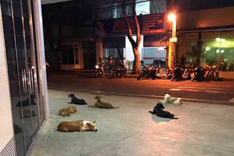 Cães de morador de rua vítima de AVC esperam seu tutor em hospital de Cianorte, PR