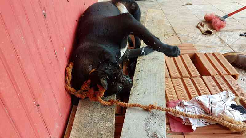 Tutores viajam e cão supostamente morre enforcado por causa dos fogos, em Cascavel, PR