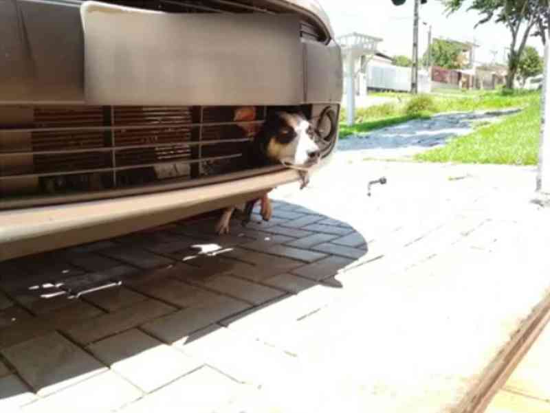 Cadela se esconde em carro para fugir de foguetório, fica presa e anda 100 km de ‘carona’ até ser encontrada