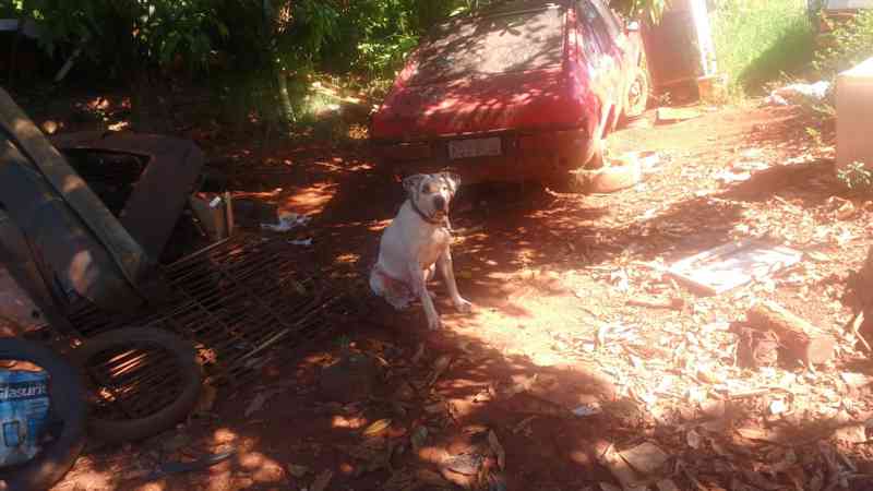 Homem é notificado por oferecer más condições a animais em Cascavel, PR