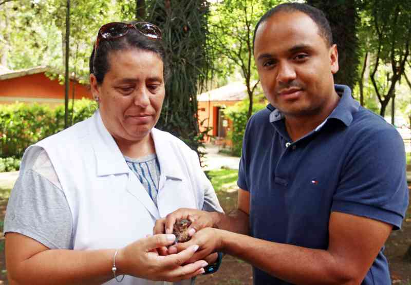 Curitibano salva filhote de joão-de-barro; saiba o que fazer ao encontrar animais silvestres