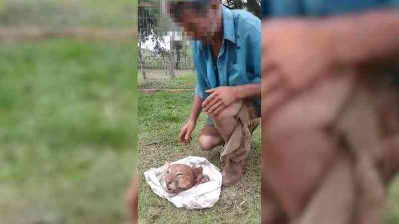 Vídeo: homens exibem cabeça de onça cortada em Diamante do Sul, PR; ‘Eliminei a bicha’