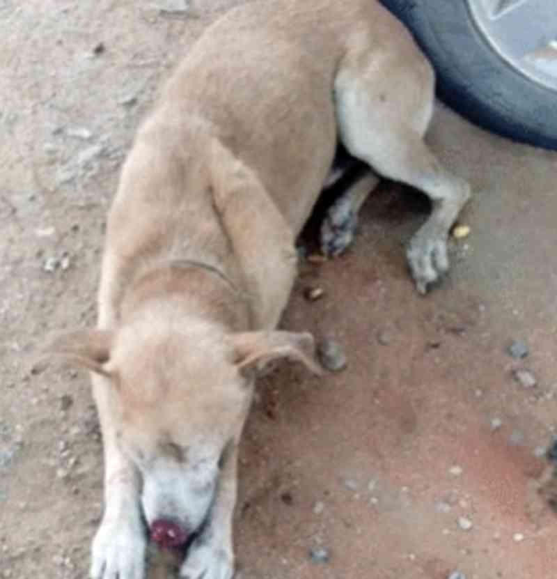 Polícia prende homem que cortou pênis de cachorro no interior de Pernambuco