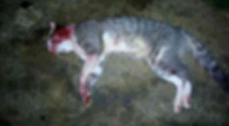 Homem mata gato de vizinha com espingarda e foge, em Ponta Grossa, PR