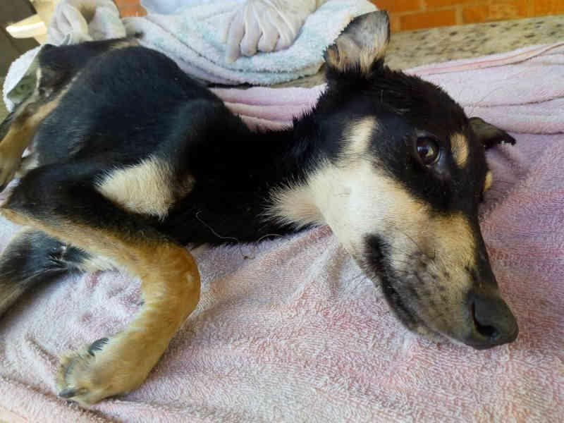 Morre um dos cães resgatados em condições de maus-tratos em Búzios, no RJ