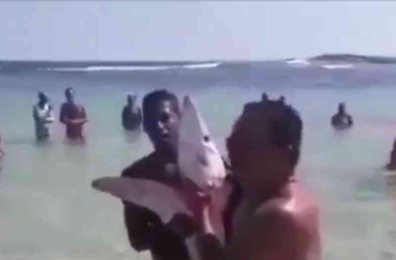 Polícia investiga se houve crime ambiental em morte de tubarão na Região dos Lagos, RJ