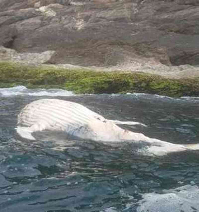 Filhote de baleia jubarte é encontrado morto na Praia de Ponta Negra, em Maricá, RJ