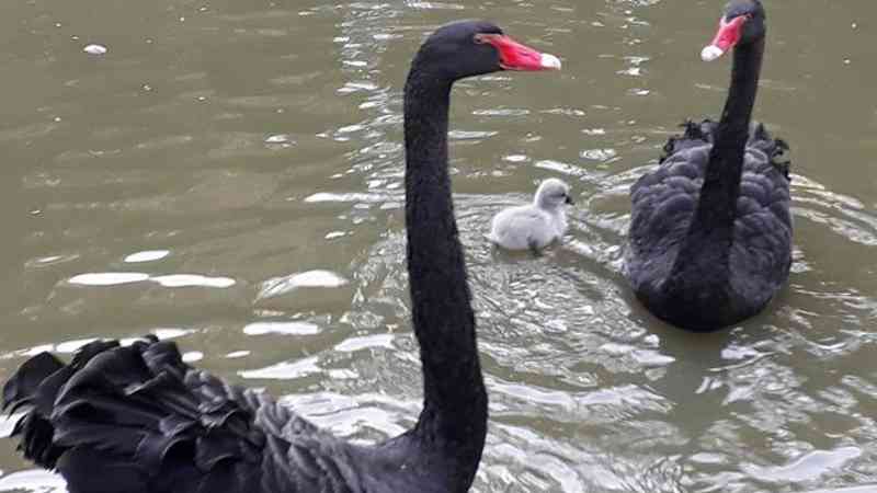 Cisne fêmea é morta no Parque Guinle a facada e deixa filhotes sem mãe