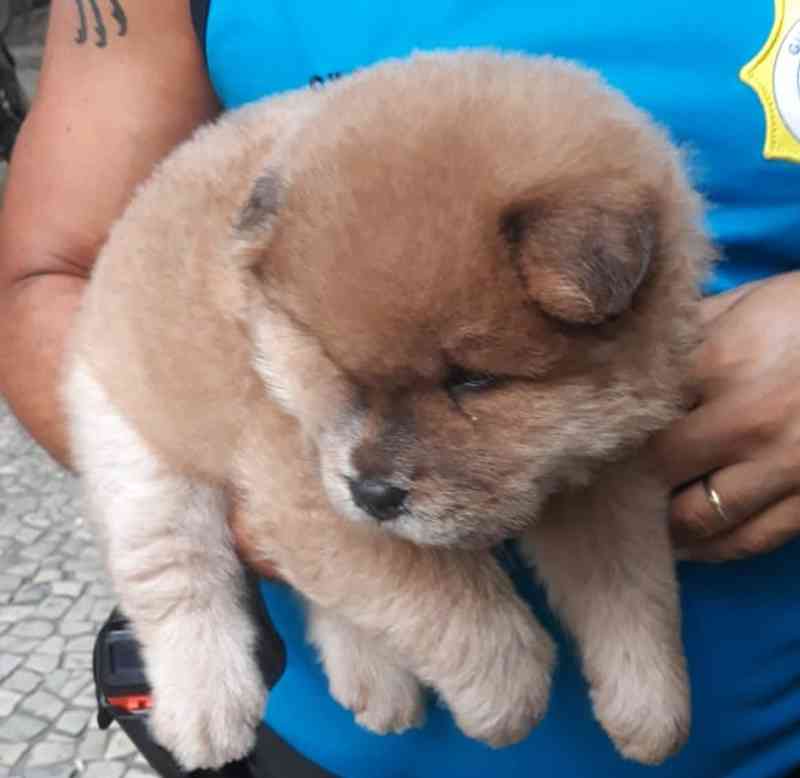 Homem é detido vendendo filhote de cachorro com carrapatos na Zona Sul do Rio