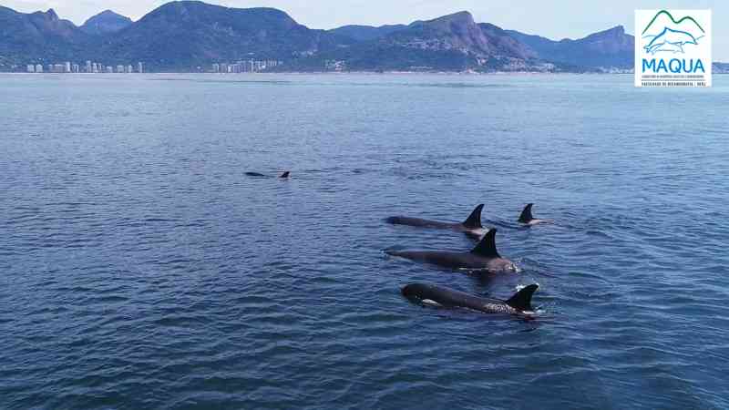 Baleias, orcas e golfinhos são flagrados em mar da Barra da Tijuca, no Rio
