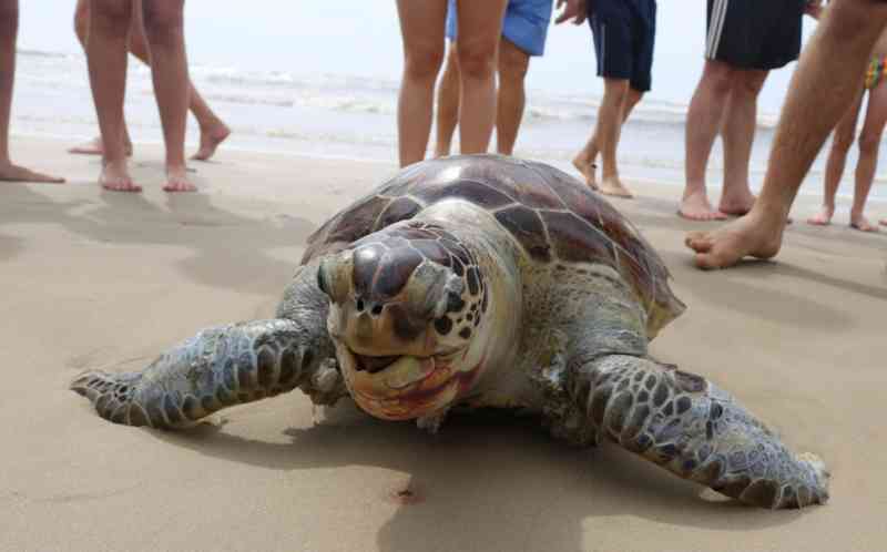 Tartaruga é encontrada morta na beira da praia de Torres, no RS; causa pode ser ingestão de plástico