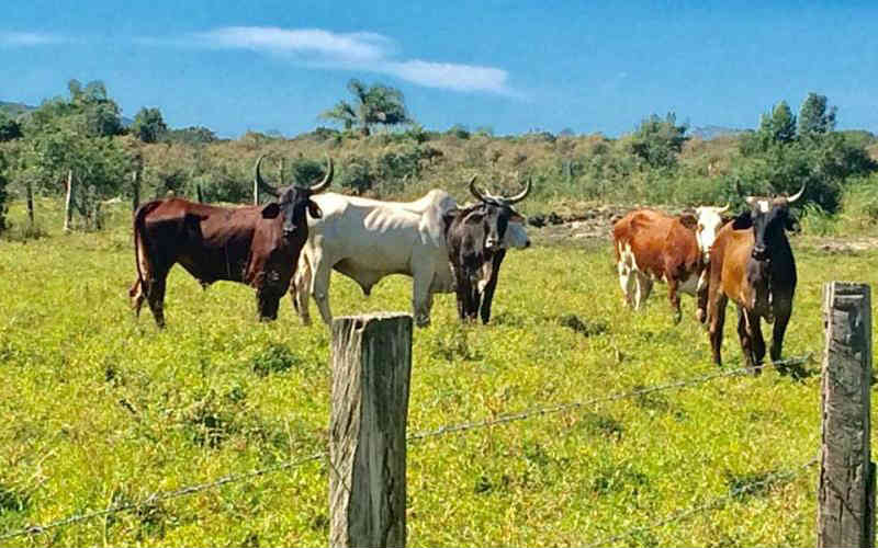 Em ação imoral, Cidasc abate animais resgatados em farras do boi em Florianópolis (SC) que seriam doados a santuário vegano