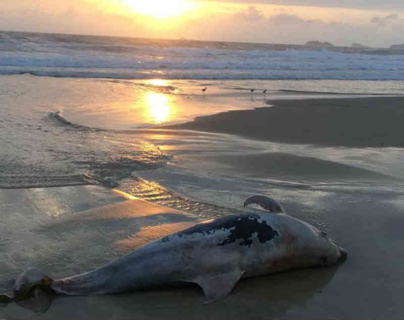 Golfinho é encontrado morto na Praia Brava, em Florianópolis, SC