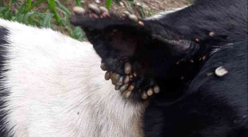 Mulheres são autuadas por maus-tratos a cães em Araranguá, SC; um teve orelha dilacerada