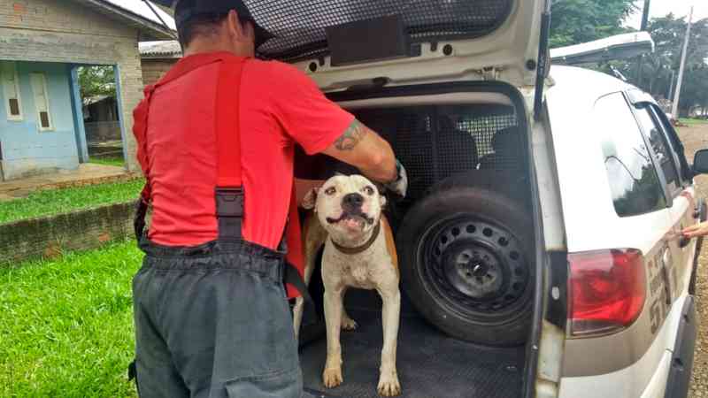 Cachorro em maus-tratos é resgatado pela PM, Fundaf e Corpo de Bombeiros, em Forquilhinha, SC