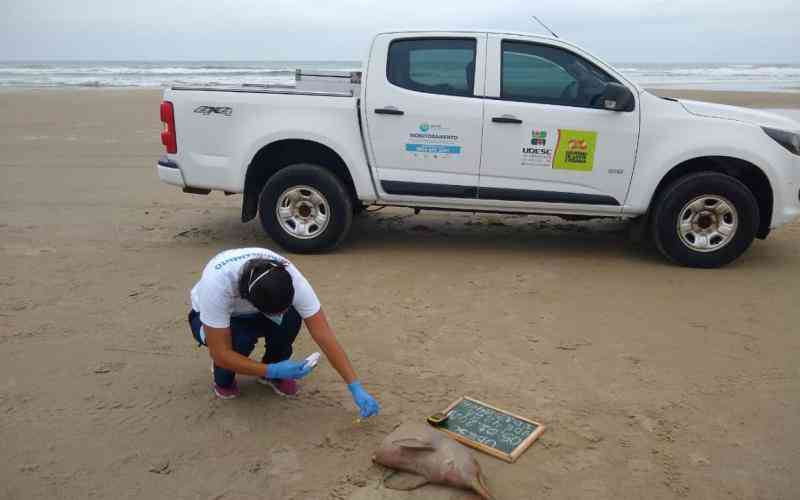 Toninha é encontrada mutilada na Praia da Vila, em Imbituba, SC