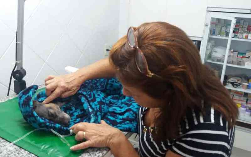 Cachorro mantido em cercado morre devido ao calor em Itajaí, SC