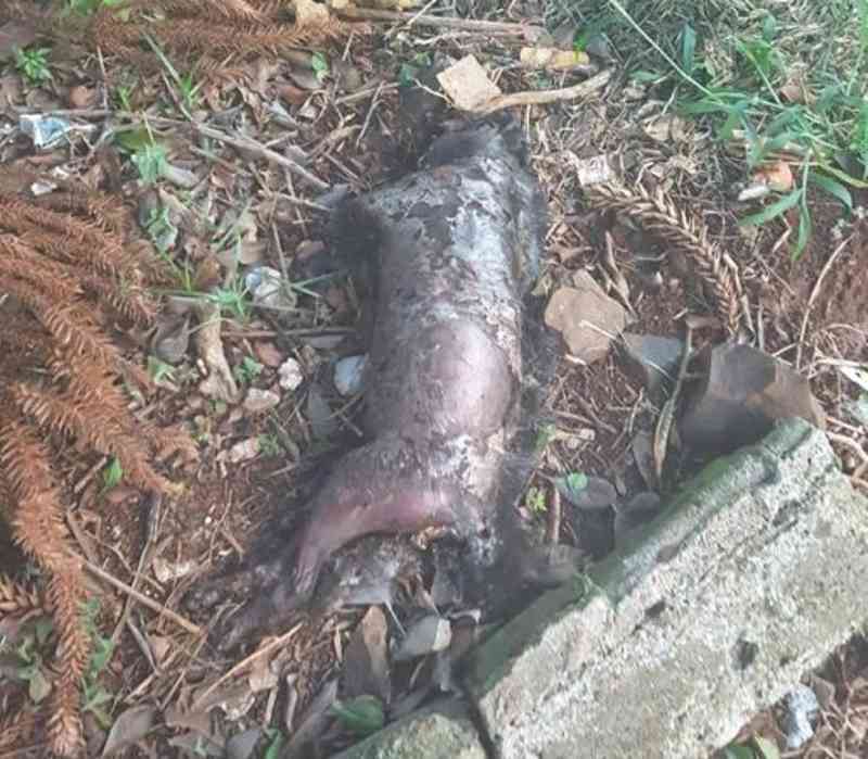 Cachorro é brutalmente assassinado em Maravilha, SC