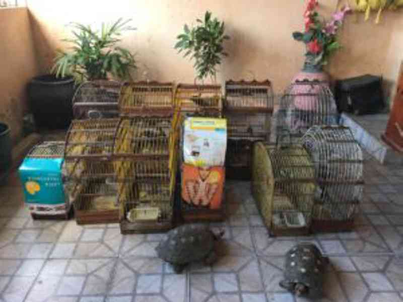 Denúncia leva a apreensão de 23 animais silvestres na Grande Aracaju