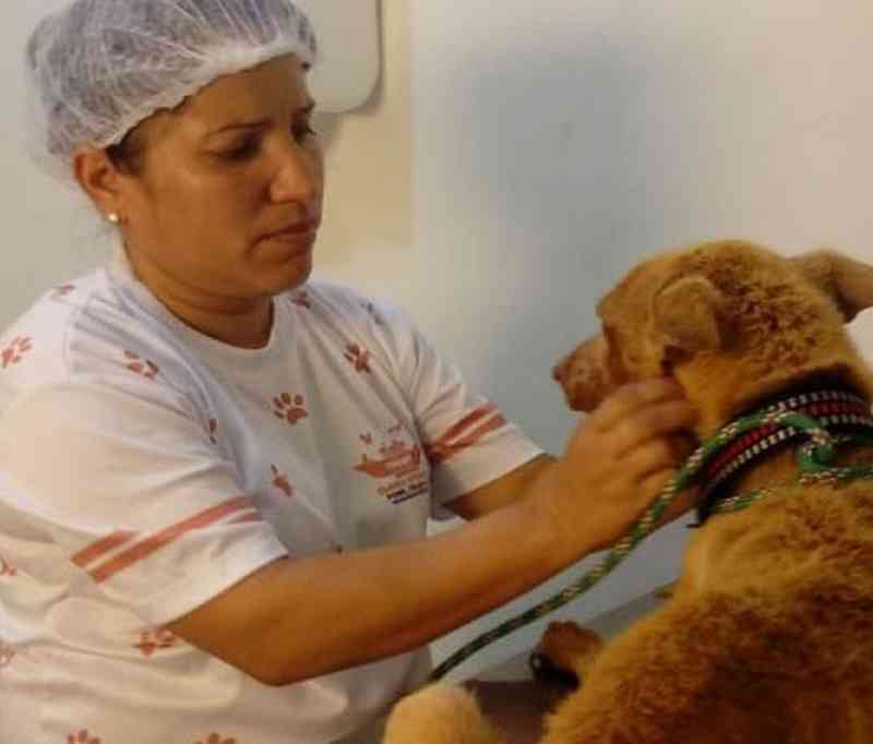 Cães que sofriam maus-tratos em Porto da Folha (SE) recebem tratamento